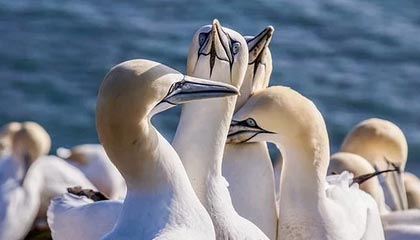 九游体育网址-_防守如铁壁，尼克斯锁死快船_，尼克斯防守效率