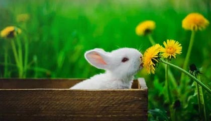 九游体育网址-_防守如铁壁，尼克斯锁死快船_，尼克斯防守效率